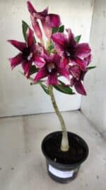 Planta Simples 2791 – 30cm – 02 anos - Imagem 4