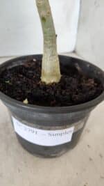 Planta Simples 2791 – 30cm – 02 anos - Imagem 6