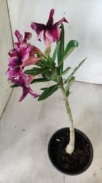 Planta Simples 2791 – 30cm – 02 anos - Imagem 5