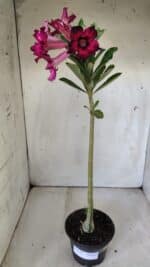 Planta Simples 2792 – 30cm – 02 anos - Imagem 2