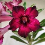 Planta Simples 2792 – 30cm – 02 anos