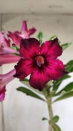 Planta Simples 2792 – 30cm – 02 anos