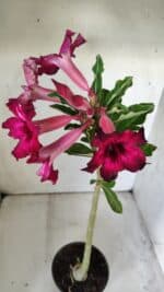 Planta Simples 2792 – 30cm – 02 anos - Imagem 7