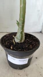 Planta Simples 2792 – 30cm – 02 anos - Imagem 6