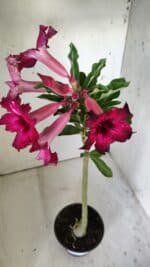 Planta Simples 2792 – 30cm – 02 anos - Imagem 4