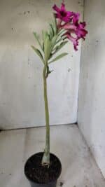 Planta Simples 2792 – 30cm – 02 anos - Imagem 5