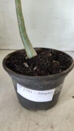 Planta Simples 2793 – 30cm – 02 anos - Imagem 6