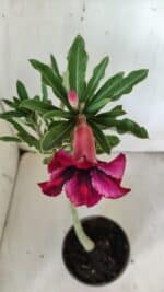 Planta Simples 2793 – 30cm – 02 anos - Imagem 4