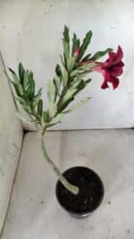 Planta Simples 2793 – 30cm – 02 anos - Imagem 5