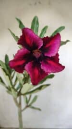 Planta Simples 2793 – 30cm – 02 anos