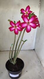 Planta Simples 2794 – 30cm – 02 anos - Imagem 2