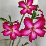 Planta Simples 2794 – 30cm – 02 anos