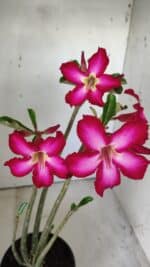 Planta Simples 2794 – 30cm – 02 anos