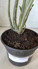 Planta Simples 2794 – 30cm – 02 anos - Imagem 9