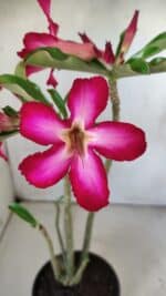 Planta Simples 2794 – 30cm – 02 anos - Imagem 6