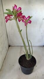 Planta Simples 2794 – 30cm – 02 anos - Imagem 7