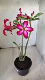 Planta Simples 2794 – 30cm – 02 anos - Imagem 5