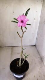 Planta Simples 2795 – 30cm – 02 anos - Imagem 2