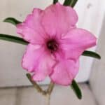 Planta Simples 2795 – 30cm – 02 anos