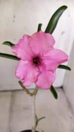 Planta Simples 2795 – 30cm – 02 anos