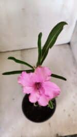 Planta Simples 2795 – 30cm – 02 anos - Imagem 4