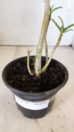 Planta Simples 2795 – 30cm – 02 anos - Imagem 7