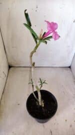 Planta Simples 2795 – 30cm – 02 anos - Imagem 6