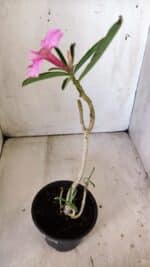 Planta Simples 2795 – 30cm – 02 anos - Imagem 5