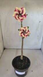 Planta Simples 2796 – 30cm – 02 anos - Imagem 2