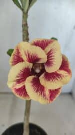 Planta Simples 2796 – 30cm – 02 anos - Imagem 3