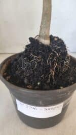 Planta Simples 2796 – 30cm – 02 anos - Imagem 7