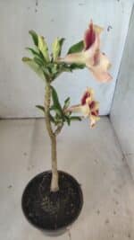 Planta Simples 2796 – 30cm – 02 anos - Imagem 5