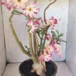 Planta Simples 2797 – 45cm – 05 anos