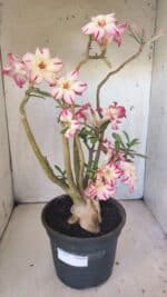 Planta Simples 2797 – 45cm – 05 anos