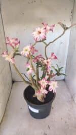 Planta Simples 2797 – 45cm – 05 anos - Imagem 6