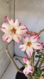 Planta Simples 2797 – 45cm – 05 anos - Imagem 3