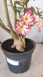 Planta Simples 2797 – 45cm – 05 anos - Imagem 5