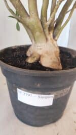 Planta Simples 2797 – 45cm – 05 anos - Imagem 11