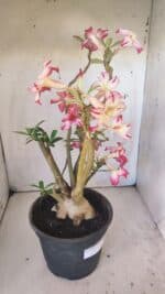 Planta Simples 2797 – 45cm – 05 anos - Imagem 10