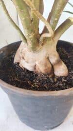 Planta Simples 2797 – 45cm – 05 anos - Imagem 9