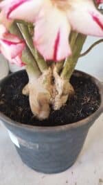 Planta Simples 2797 – 45cm – 05 anos - Imagem 8