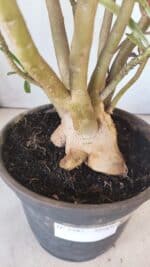 Planta Simples 2797 – 45cm – 05 anos - Imagem 7