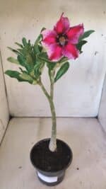 Planta Simples 2798 – 30cm – 02 anos - Imagem 2