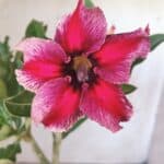 Planta Simples 2798 – 30cm – 02 anos