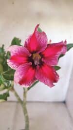 Planta Simples 2798 – 30cm – 02 anos