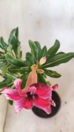 Planta Simples 2798 – 30cm – 02 anos - Imagem 4