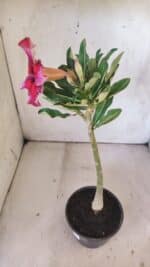 Planta Simples 2798 – 30cm – 02 anos - Imagem 6