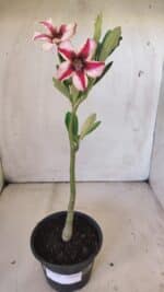 Planta Simples 2799 – 30cm – 02 anos - Imagem 2