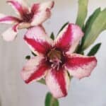 Planta Simples 2799 – 30cm – 02 anos