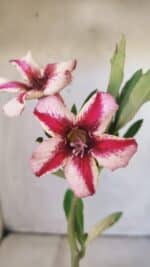 Planta Simples 2799 – 30cm – 02 anos